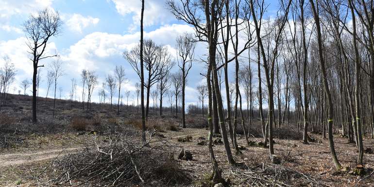 Wald.jpg © Tesch-Wessely/LK Burgenland Wald.jpg © Tesch-Wessely/LK Burgenland