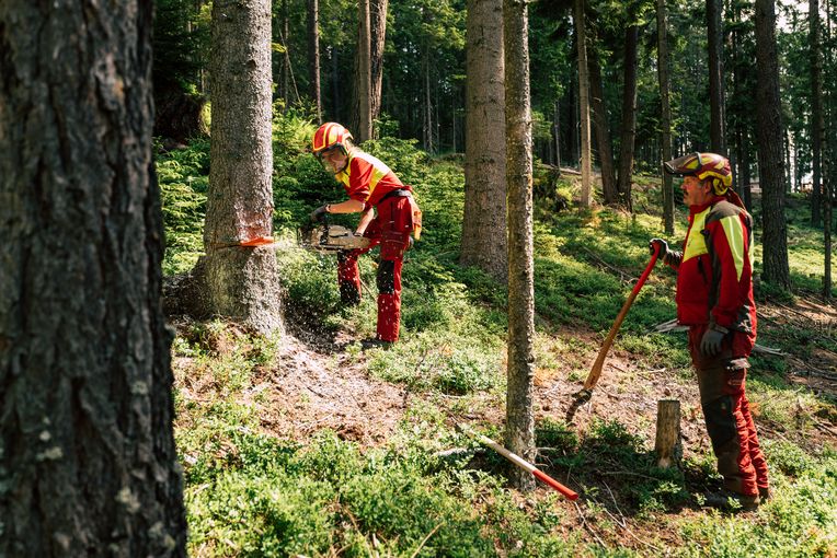 Forstwirtschaft © Bernhard Bergmann