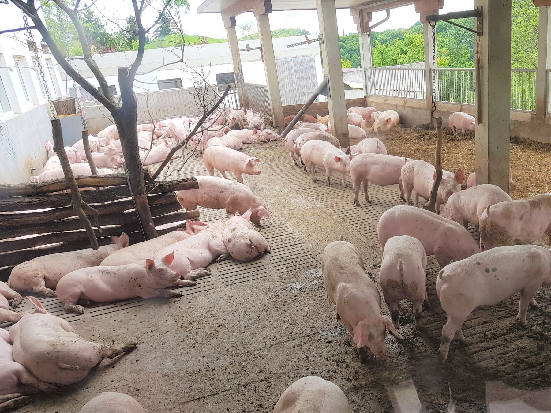 Schweinehaltung.jpg © LK OÖ Schweinehaltung.jpg © LK OÖ