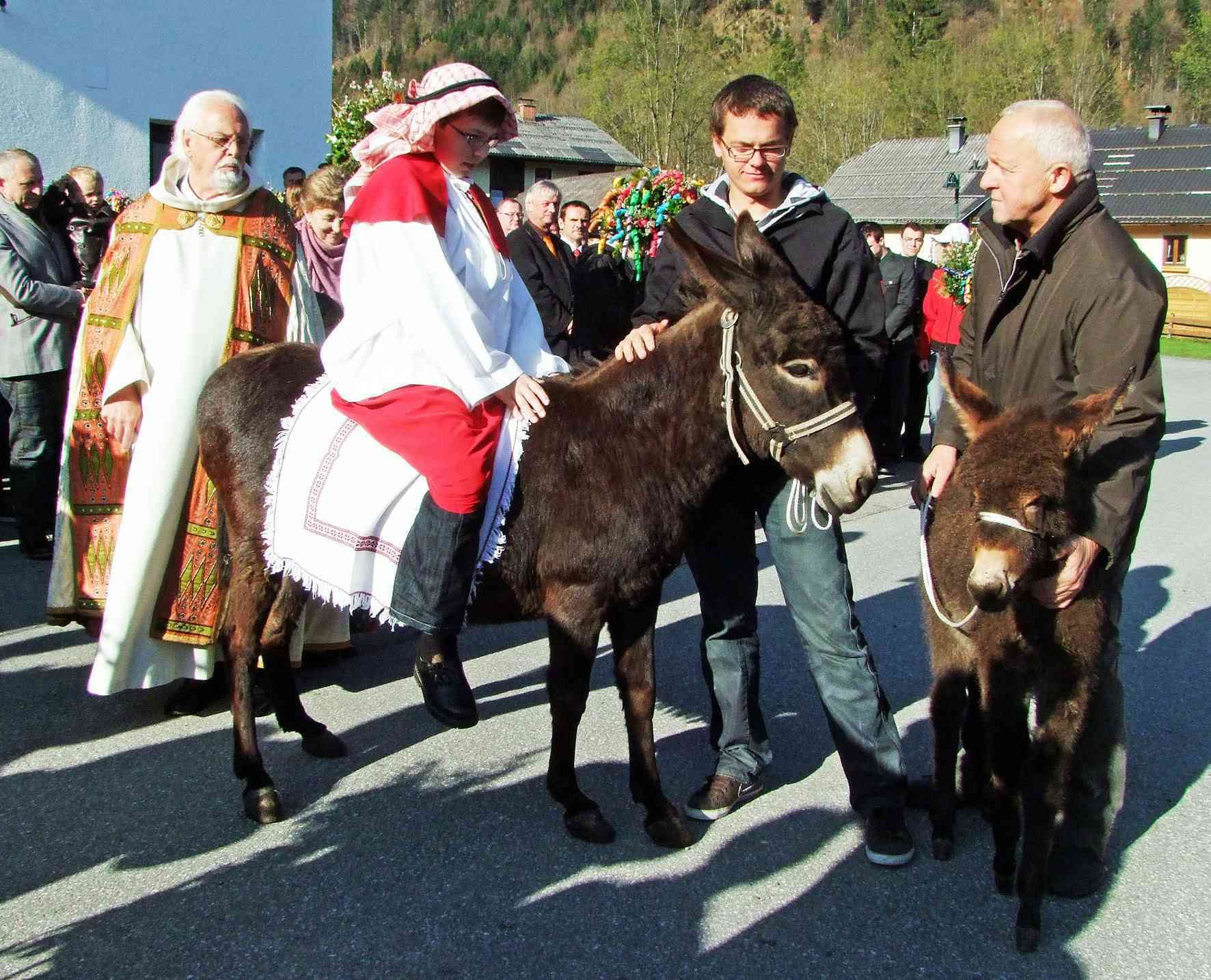 palmesel2.jpg © Standl palmesel2.jpg © Standl