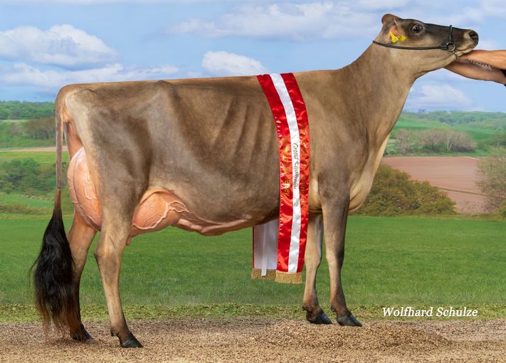Jerseykuh SERNITY EX92 Alleine.jpg © Archiv