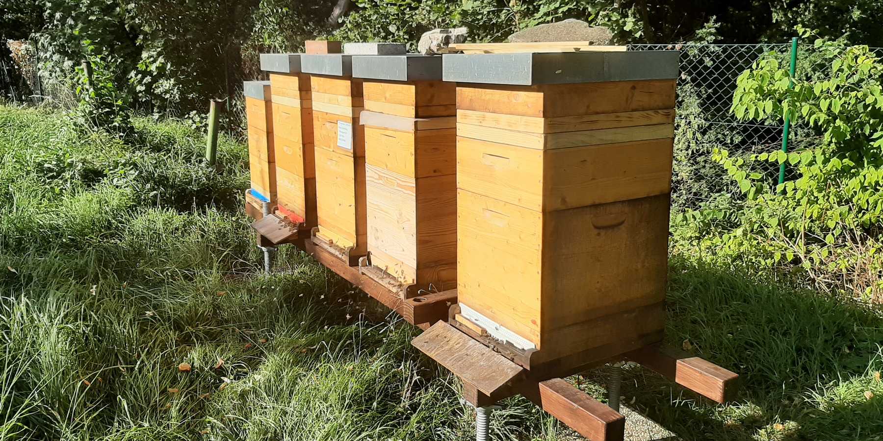 Neues Projekt für mehr Sicherheit für die Bienenvölker.