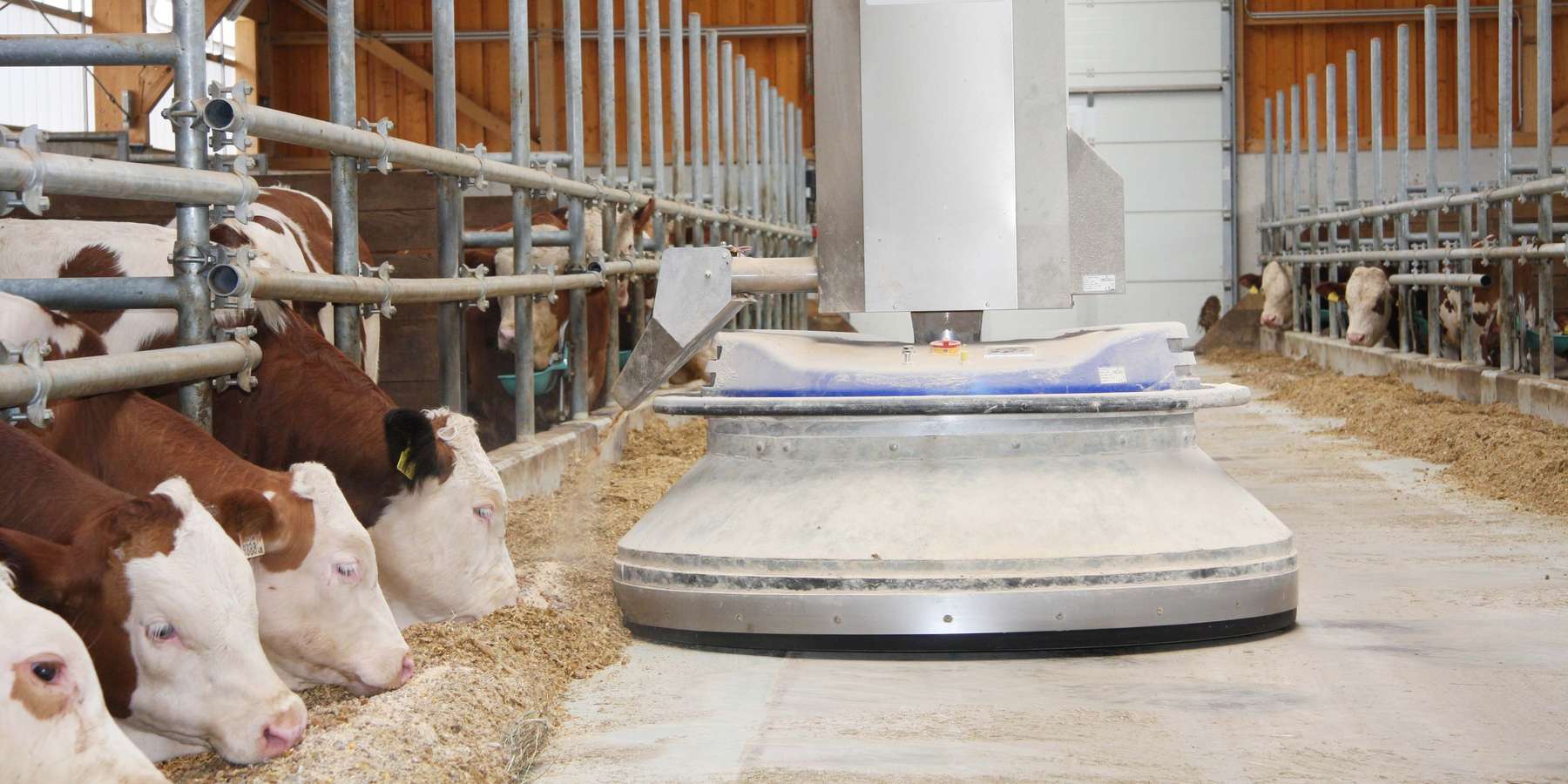 Automatisierungstechnik, Kühlung oder Wärmerückgewinnung: Im Rinderstall lässt sich so einiges an Energie einsparen.