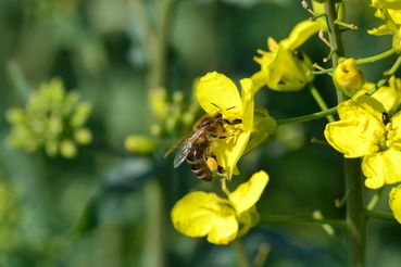 Für Bienen ist Raps eine wichtige Nektar- und Pollenquelle.jpg © LK OÖ/Köppl