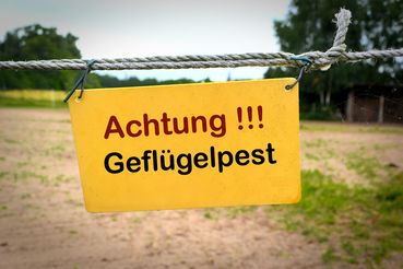 Salzburger Geflügelhalter sind positiv gestimmt.jpg © Adobe Stock/Küverling Salzburger Geflügelhalter sind positiv gestimmt.jpg © Adobe Stock/Küverling