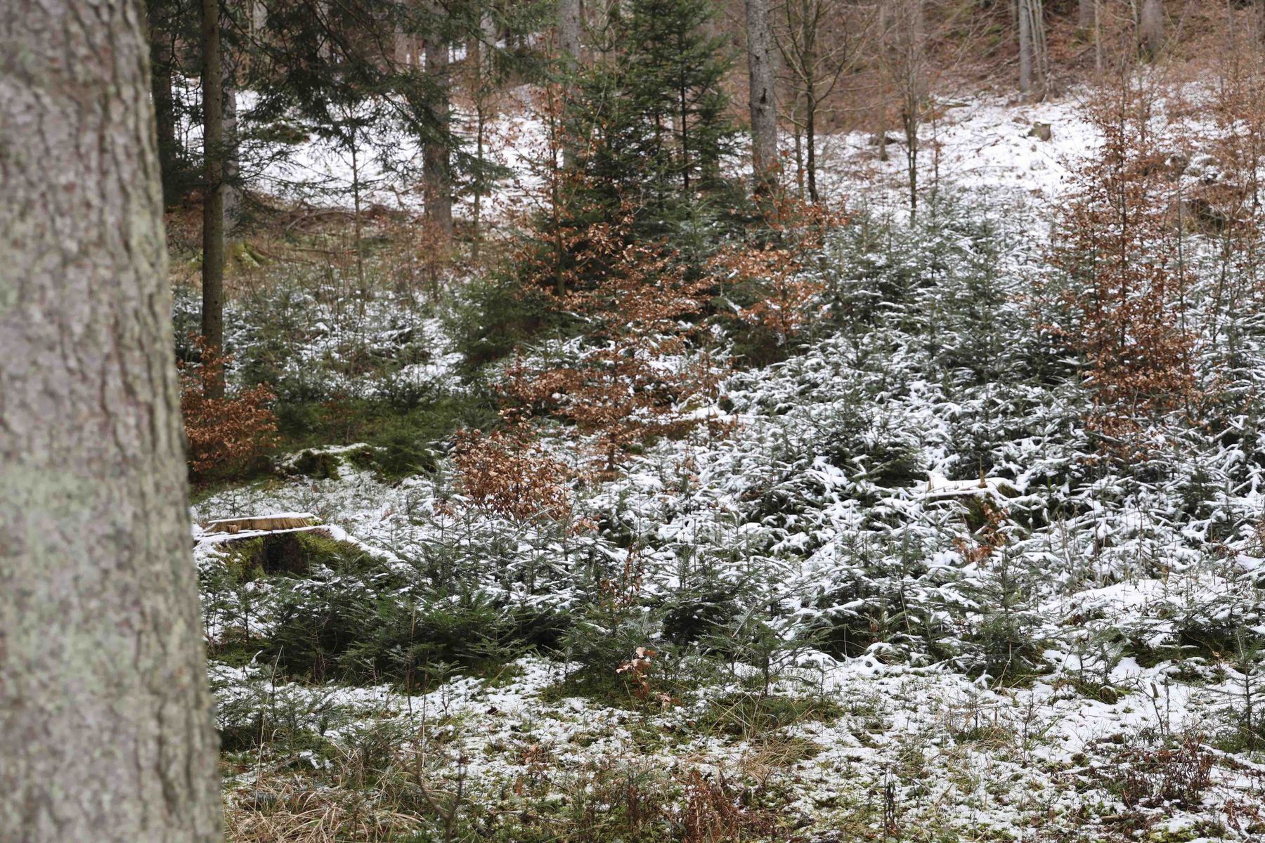 © Paula Pöchlauer-Kozel/LK Niederösterreich © Paula Pöchlauer-Kozel/LK Niederösterreich