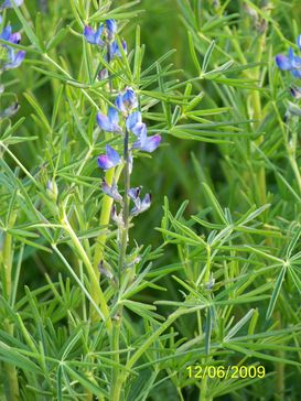 blaue lupine.jpg blaue lupine.jpg