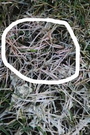 Schneeschimmel.jpg © Egger Schneeschimmel.jpg © Egger