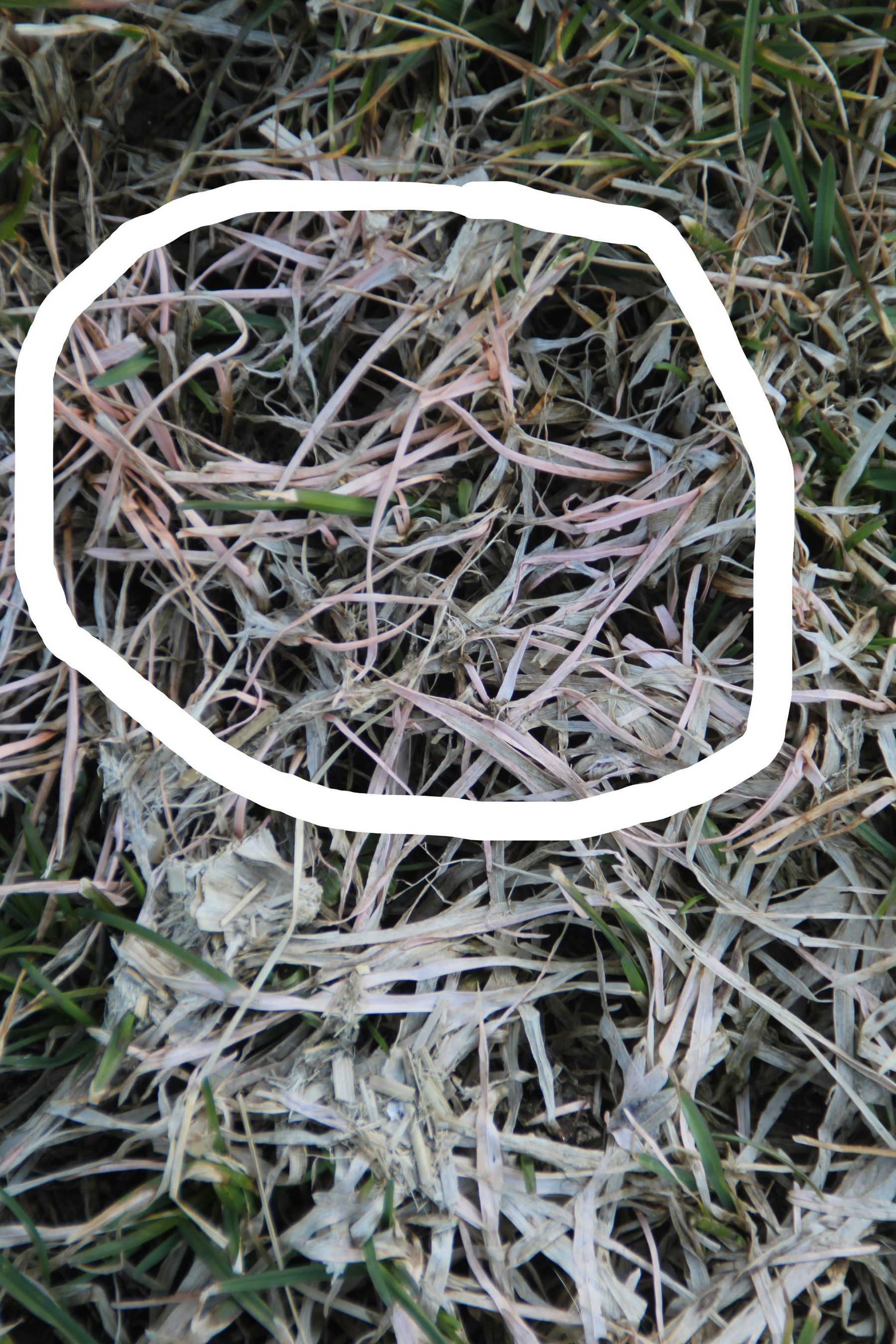 Schneeschimmel.jpg © Egger Schneeschimmel.jpg © Egger