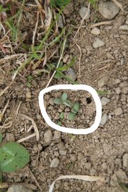 Nachsaatmischung mit Klee.jpg © Egger Nachsaatmischung mit Klee.jpg © Egger