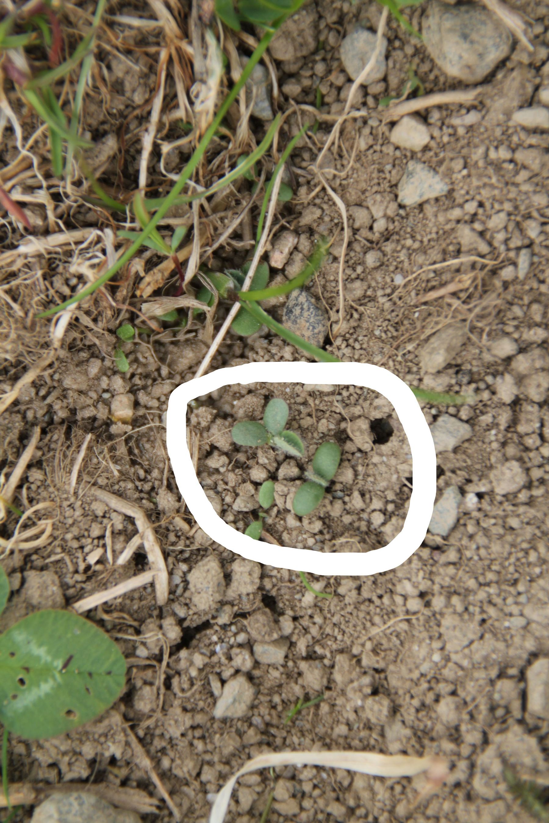 Nachsaatmischung mit Klee.jpg © Egger Nachsaatmischung mit Klee.jpg © Egger