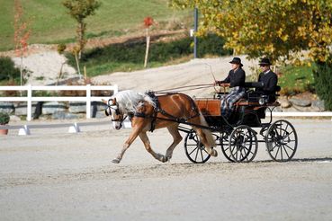 Scarlet equestrian-live-com__MG_8986_Original (kommerz. Nutzung) _a027c8f5_.jpg © privat