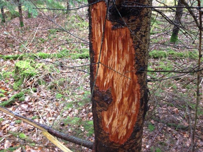 Schälschaden im Bauernwald.jpg