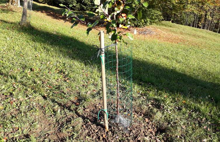 Die Stütze des Obstbaumes während der ersten Jahre, der Schutz des Stammes und die offene Baumscheibe sind wesentlich für eine gute Entwicklung in der Jugend © Strebl/Landwirtschaftskammer Oberösterreich Die Stütze des Obstbaumes während der ersten Jahre, der Schutz des Stammes und die offene Baumscheibe sind wesentlich für eine gute Entwicklung in der Jugend © Strebl/Landwirtschaftskammer Oberösterreich