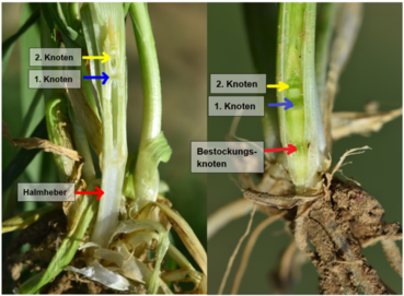 Wachstumsknoten.png © LK OÖ/Köppl