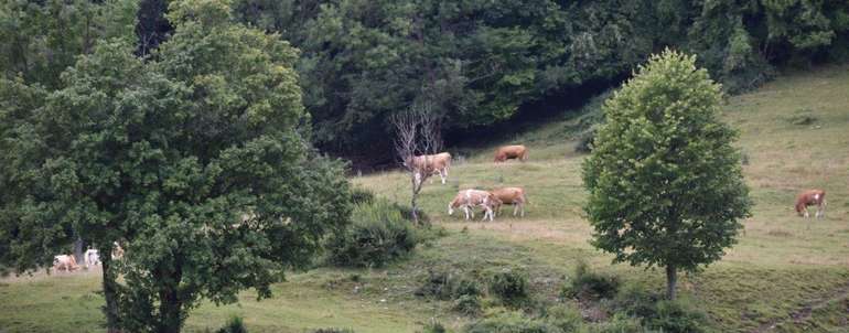 Extensive Weidehaltung kann für mehr Biodiversität sorgen. Extensive Weidehaltung kann für mehr Biodiversität sorgen.