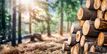 Holzscheite.jpg © stock.adobe.com