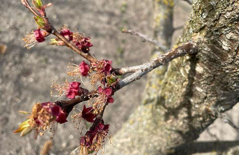 urch Frost geschädigte Marillenblüten