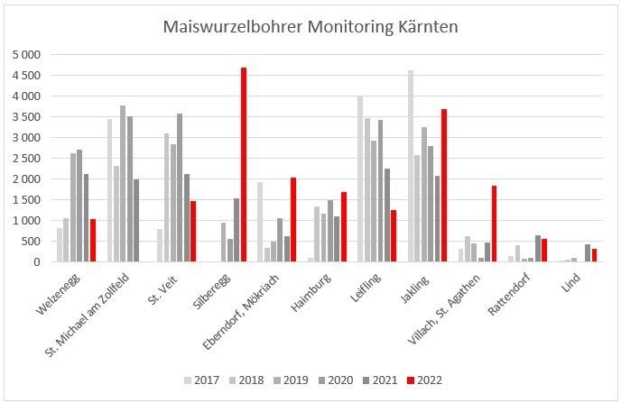 Maiswurzelbohrer Monitoring Kärnten.jpg