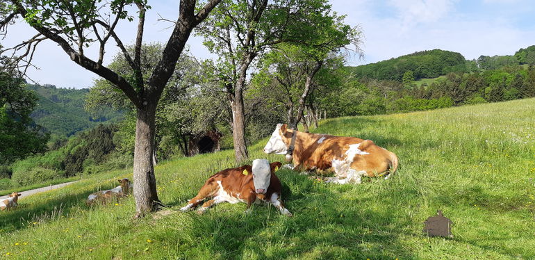 Weidehaltung_(c)BBK Scheibbs/Pflügl .jpg © BBK Scheibbs/Pflügl Weidehaltung_(c)BBK Scheibbs/Pflügl .jpg © BBK Scheibbs/Pflügl