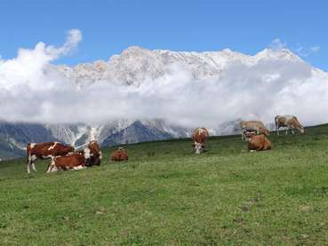 Gelungene Alpung beginnt bei der Vorbereitung.jpg © Fürstauer-Reiter Gelungene Alpung beginnt bei der Vorbereitung.jpg © Fürstauer-Reiter