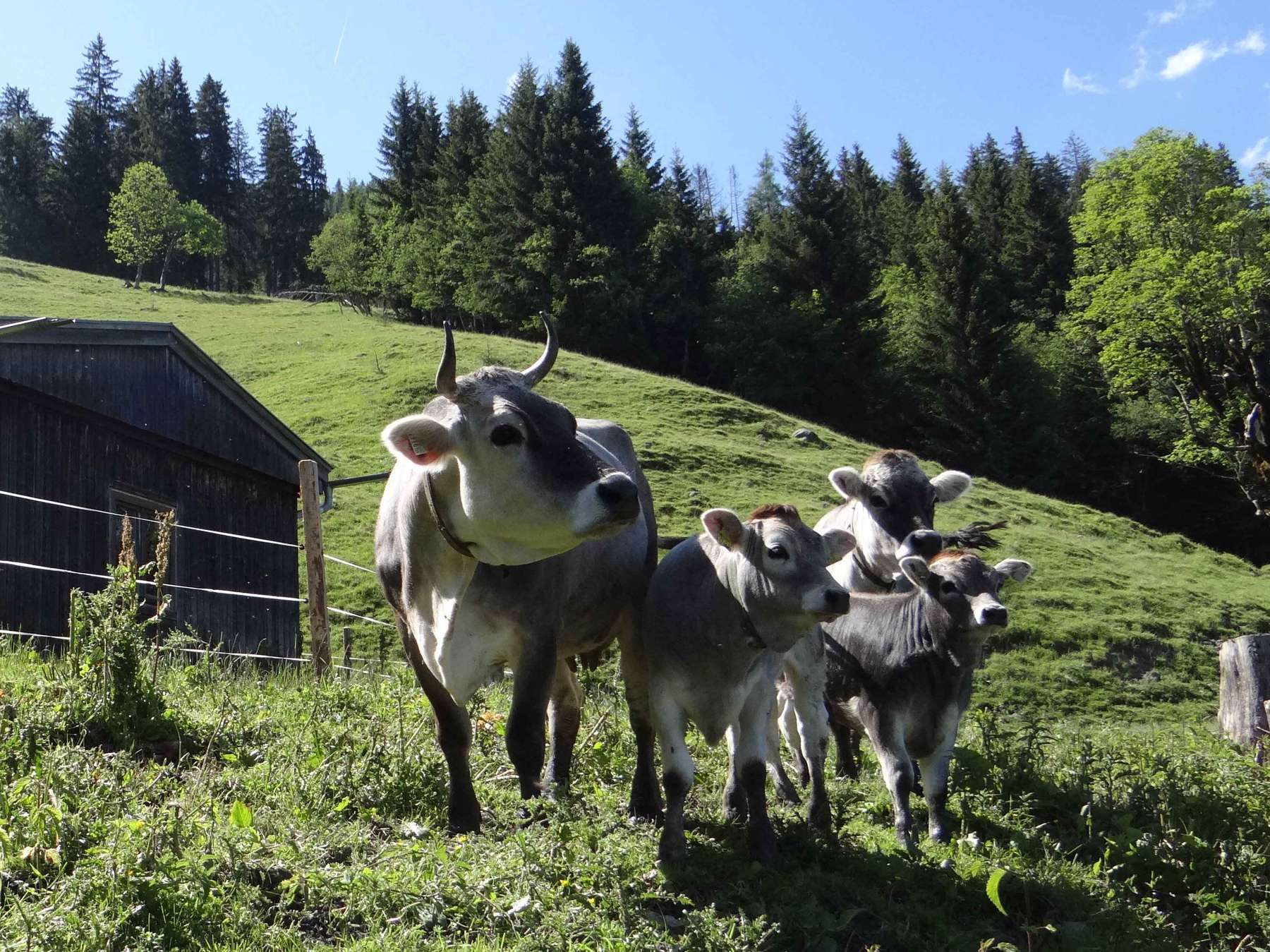 Gelungene Alpung beginnt bei der Vorbereitung.jpg © Fürstauer-Reiter