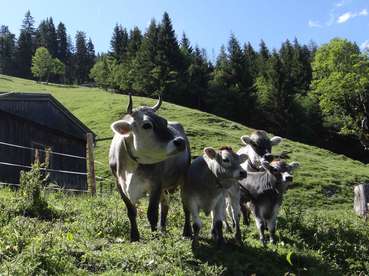 Gelungene Alpung beginnt bei der Vorbereitung.jpg