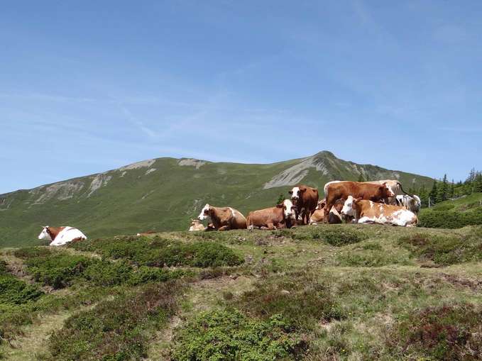 Gelungene Alpung beginnt bei der Vorbereitung.jpg © Fürstauer-Reiter Gelungene Alpung beginnt bei der Vorbereitung.jpg © Fürstauer-Reiter