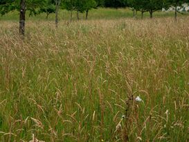 Grünbrache Überstaendige Wiese.jpg Grünbrache Überstaendige Wiese.jpg