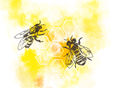 Biene - Honigwabe Waben mit Bienen © Eva Kail/LK Niederösterreich