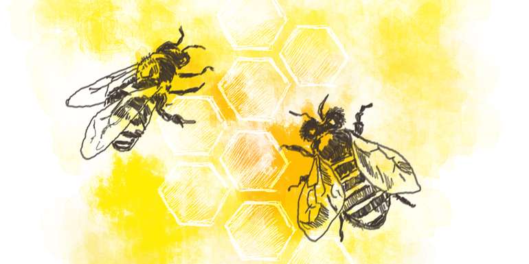 Biene - Honigwabe Waben mit Bienen.jpg