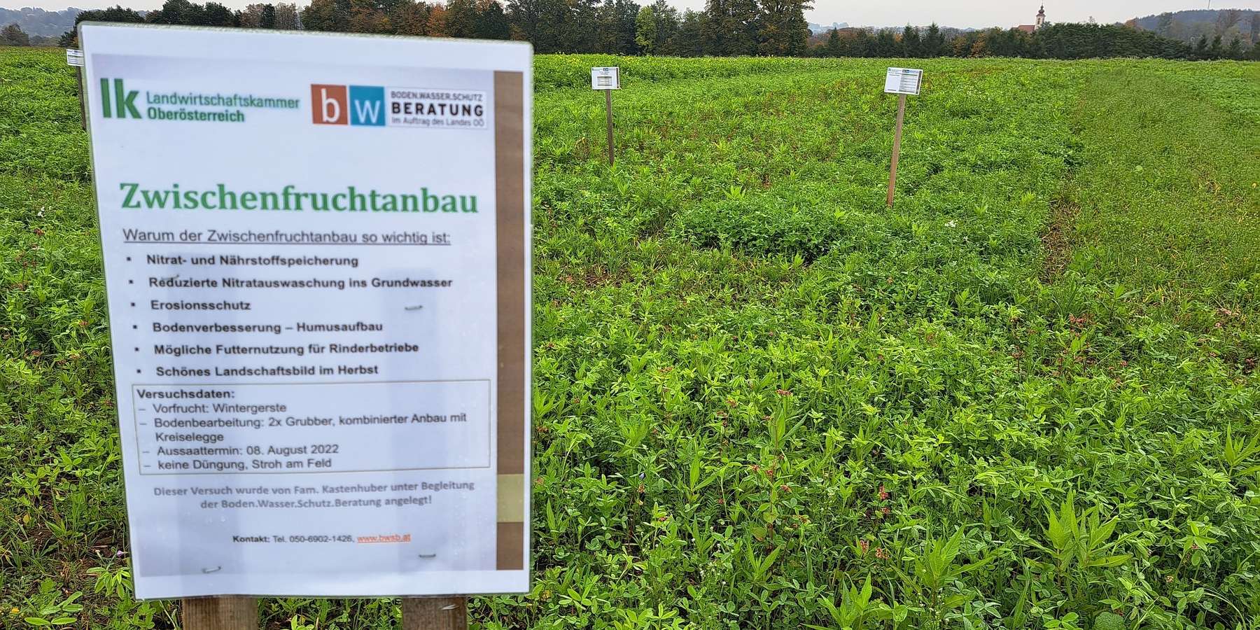 Zwischenfrucht.jpg © Landwirtschaftskammer Oberösterreich Zwischenfrucht.jpg © Landwirtschaftskammer Oberösterreich