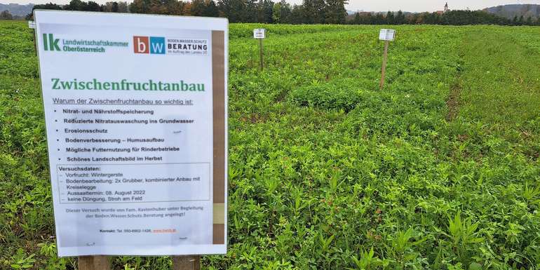 Zwischenfrucht.jpg © Landwirtschaftskammer Oberösterreich Zwischenfrucht.jpg © Landwirtschaftskammer Oberösterreich