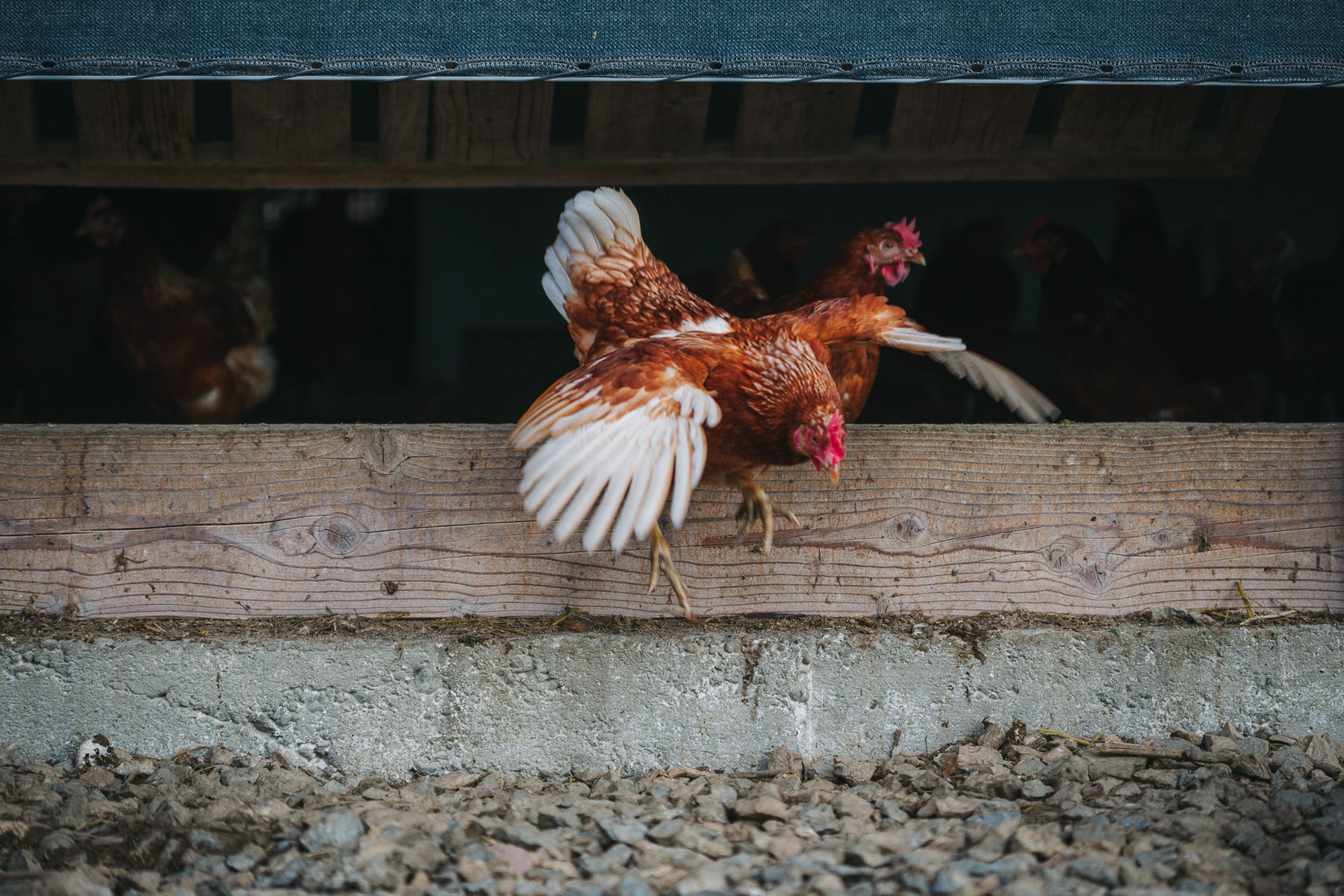 Huhn verlässt den Stall © AMA Huhn verlässt den Stall © AMA