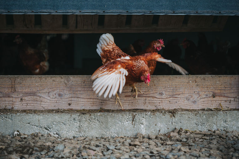 Huhn verlässt den Stall © AMA Huhn verlässt den Stall © AMA