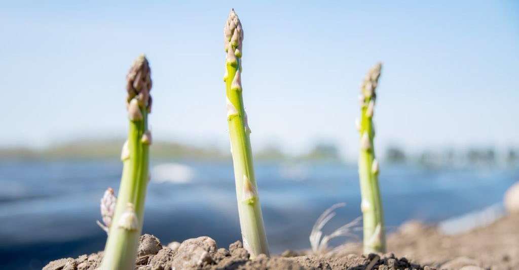 Grüner Spargel.jpg © Eva Lechner/LK Niederösterreich Grüner Spargel.jpg © Eva Lechner/LK Niederösterreich