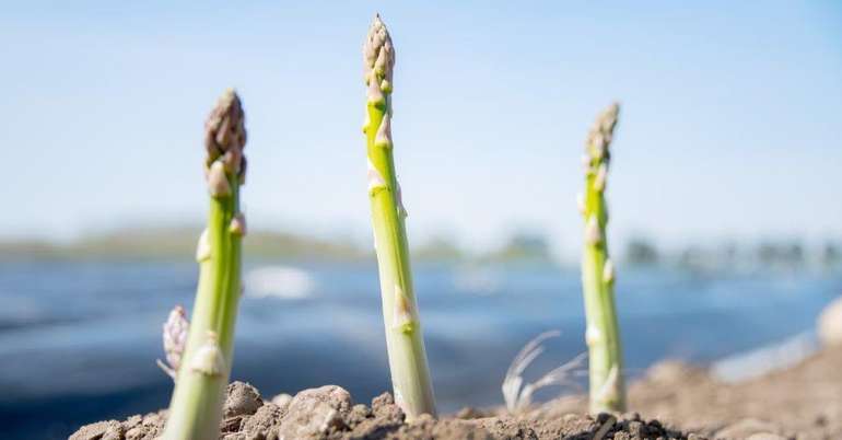 Grüner Spargel.jpg © Eva Lechner/LK Niederösterreich