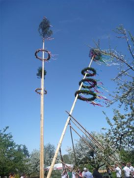 Maibaum.jpg Maibaum.jpg