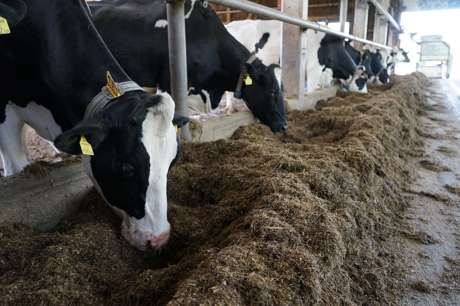 DSC01286.jpg © Julia Pflügl BSc DSC01286.jpg © Julia Pflügl BSc