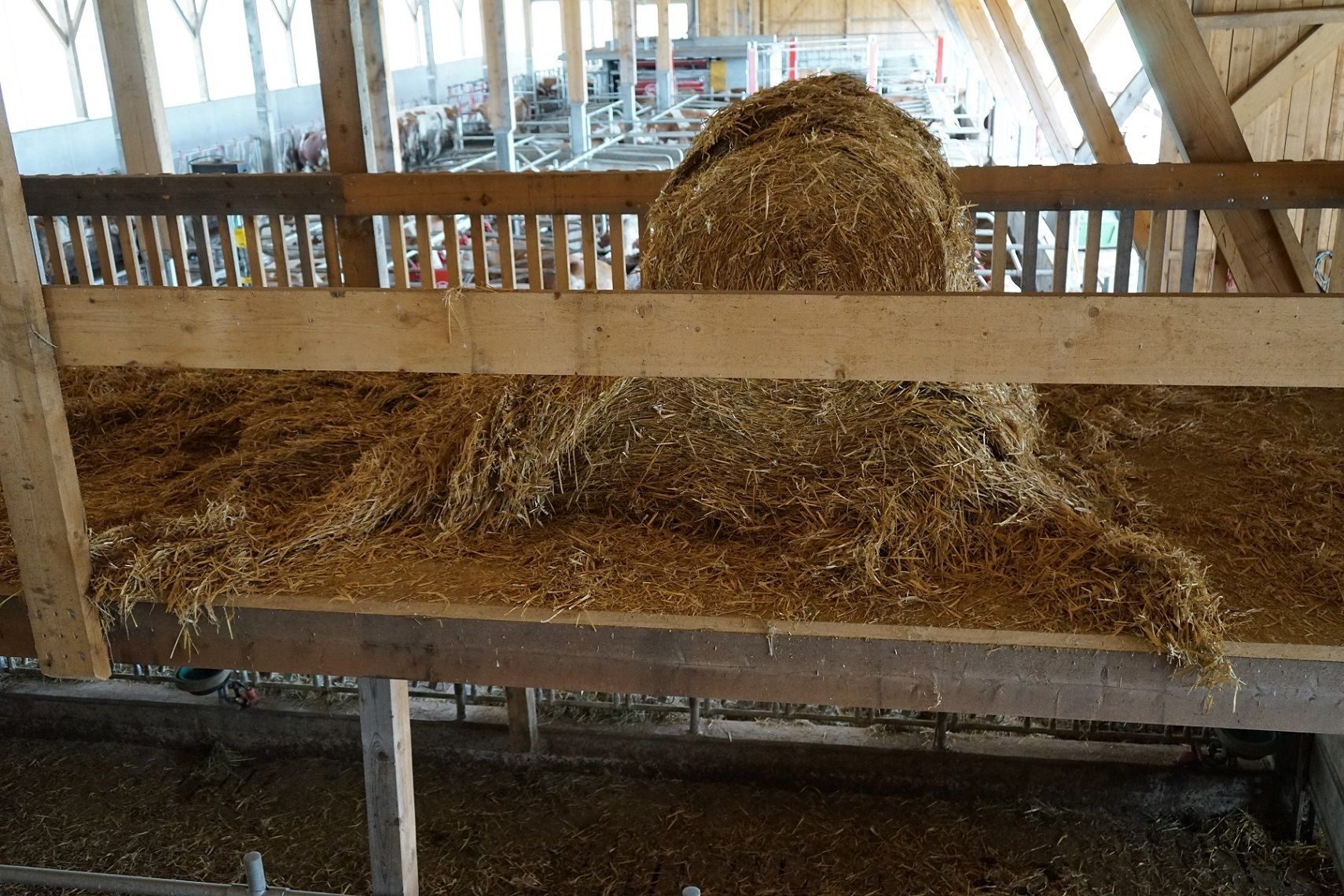 DSC01324.jpg © Julia Pflügl BSc DSC01324.jpg © Julia Pflügl BSc