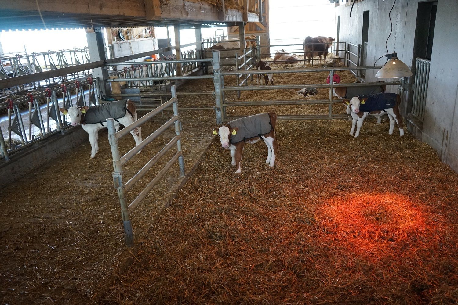 DSC01344.jpg © Julia Pflügl BSc DSC01344.jpg © Julia Pflügl BSc