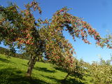 Alte Schätze in steilem Gelände – Leitenreithgut in Abtenau.jpg © Privat