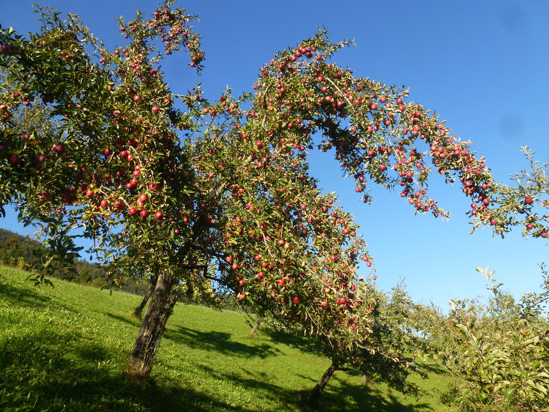 Alte Schätze in steilem Gelände – Leitenreithgut in Abtenau.jpg © Privat Alte Schätze in steilem Gelände – Leitenreithgut in Abtenau.jpg © Privat