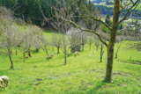 Alte Schätze in steilem Gelände – Leitenreithgut in Abtenau.png © Kronreif