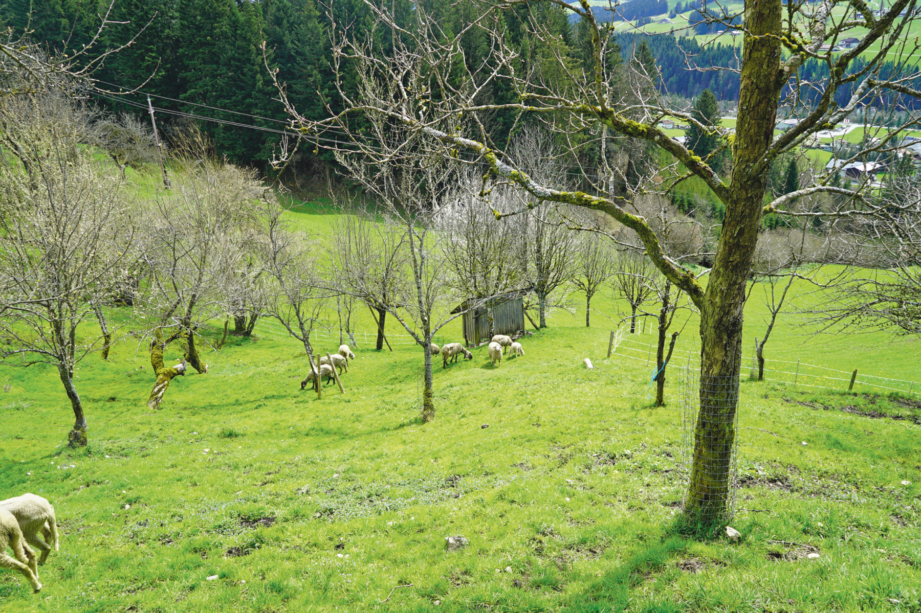 Alte Schätze in steilem Gelände – Leitenreithgut in Abtenau.png © Kronreif Alte Schätze in steilem Gelände – Leitenreithgut in Abtenau.png © Kronreif