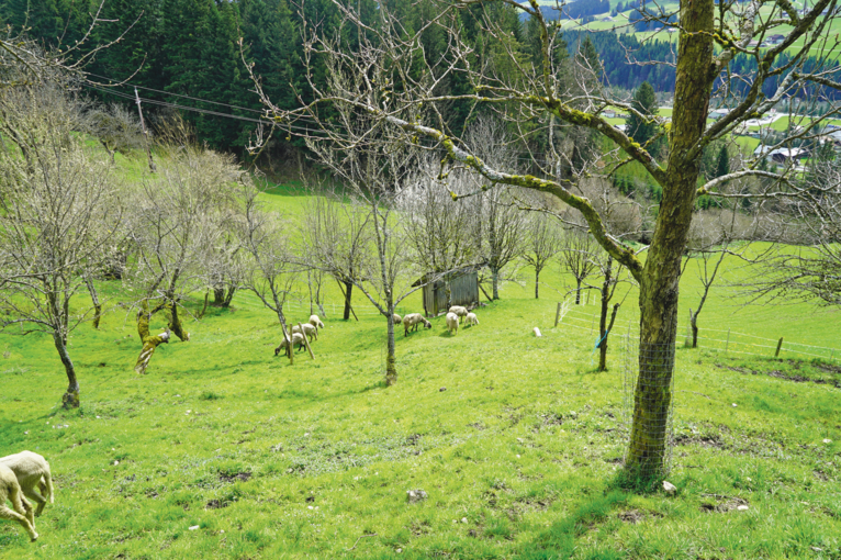 Alte Schätze in steilem Gelände – Leitenreithgut in Abtenau.png