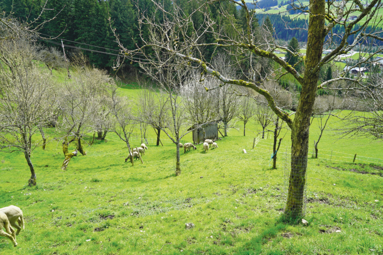 Alte Schätze in steilem Gelände – Leitenreithgut in Abtenau.png © Kronreif Alte Schätze in steilem Gelände – Leitenreithgut in Abtenau.png © Kronreif