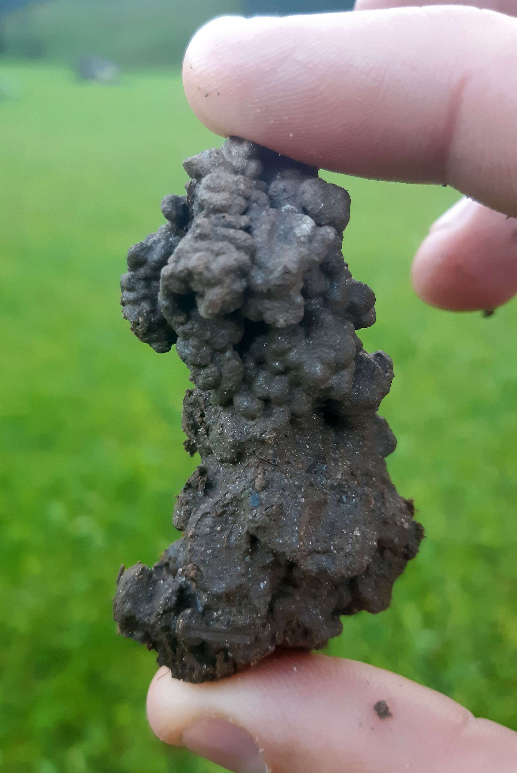Kothäufchen verschmutzen das Futter.jpg © Greisberger Kothäufchen verschmutzen das Futter.jpg © Greisberger