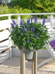 Cordula Blau.jpg © Kärntner Gärtner Cordula Blau.jpg © Kärntner Gärtner