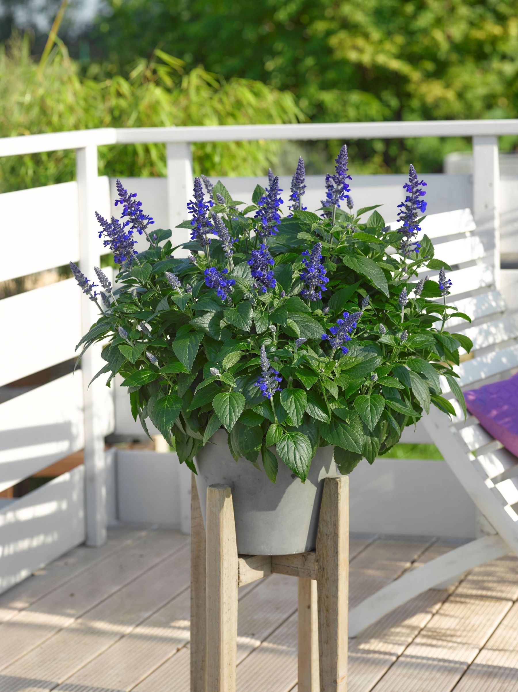 Cordula Blau.jpg © Kärntner Gärtner Cordula Blau.jpg © Kärntner Gärtner